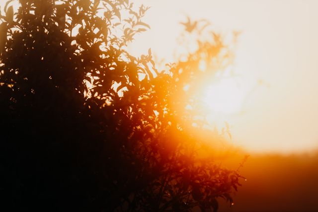 sunshine-bush sunshine-bush